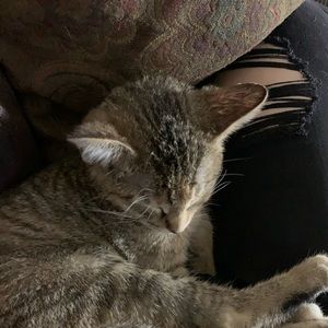 Meet your Posher, Evie